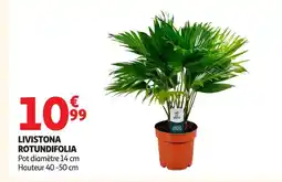 Auchan Livistona rotundifolia offre