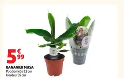 Auchan Bananier musa offre