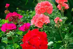 Auchan Géranium offre