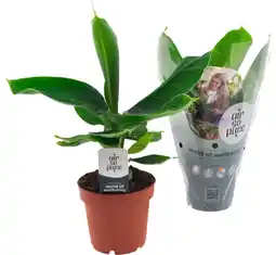 Auchan Sans marque bananier musa offre