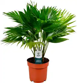 Auchan Sans marque livistona rotundifolia offre