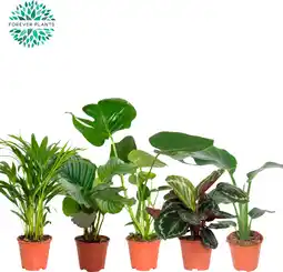 Auchan Sans marque mix de plantes vertes offre