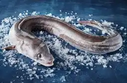 Auchan Sans marque congre offre