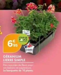 Point Vert Géranium lierre simple offre