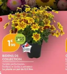 Point Vert Bidens de collection offre
