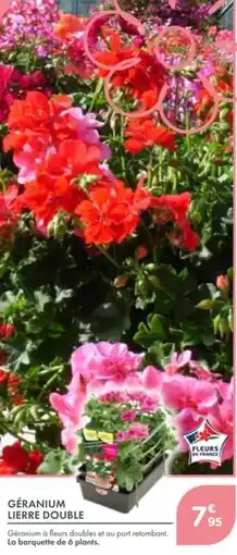 Point Vert Géranium lierre double offre