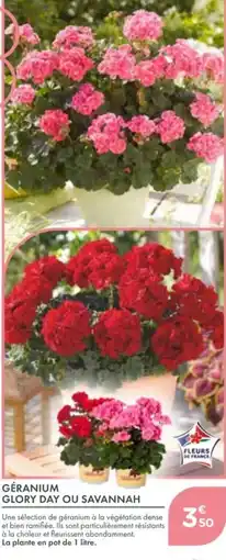 Point Vert Géranium glory day ou savannah offre