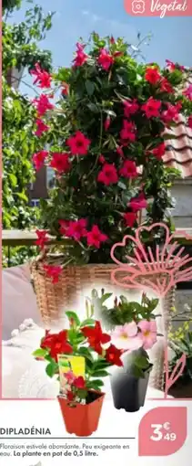 Point Vert Dipladénia offre