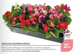 Point Vert Bégonia semperflorens offre