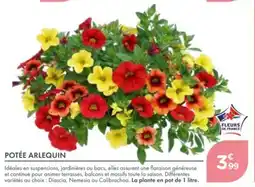 Point Vert Potée arlequin offre