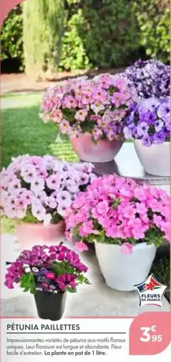 Point Vert Pétunia paillettes offre