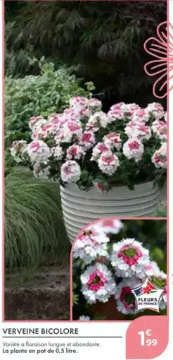 Point Vert Verveine bicolore offre