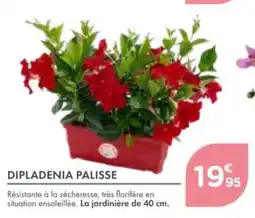 Point Vert Dipladenia palisse offre
