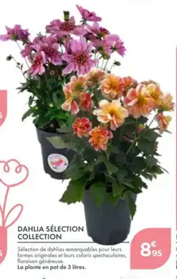 Point Vert Dahlia sélection collection offre