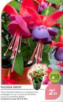 Point Vert Fuchsia droit offre