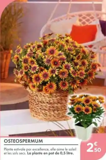 Point Vert Osteospermum offre
