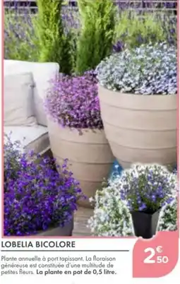 Point Vert Lobelia bicolore offre