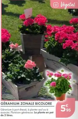 Point Vert Géranium zonale bicolore offre