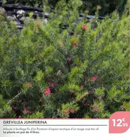 Point Vert Grevillea juniperina offre