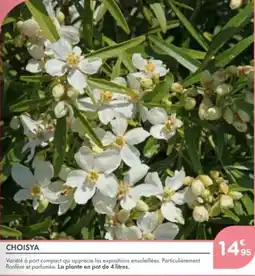 Point Vert Choisya offre