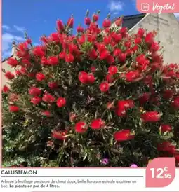 Point Vert Callistemon offre