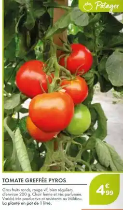 Point Vert Tomate greffée pyros offre