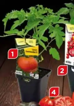 Point Vert Tomate gourmandia offre