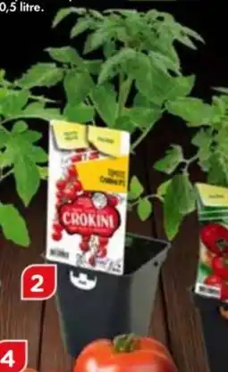 Point Vert Tomate cerise crokini offre