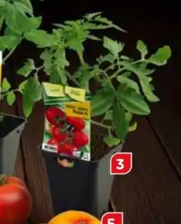 Point Vert Tomate grappe premio offre