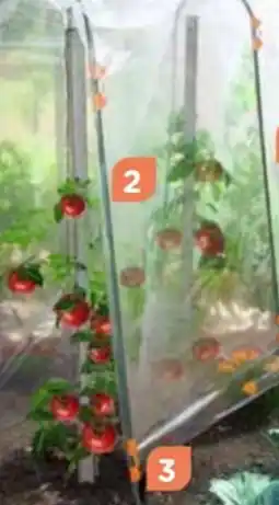 Point Vert Tuteur tomate pour film offre