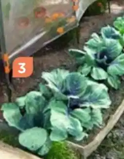 Point Vert Clip tuteur tomate x10 offre