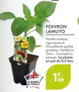 Point Vert Poivron lamuyo offre