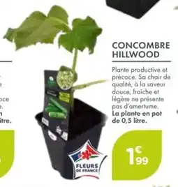 Point Vert Concombre hillwood offre