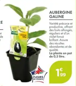 Point Vert Aubergine galine offre