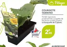 Point Vert Courgette tarmino offre