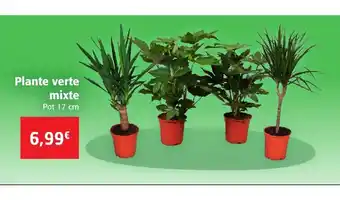 Colruyt Plante Verte Mixte offre