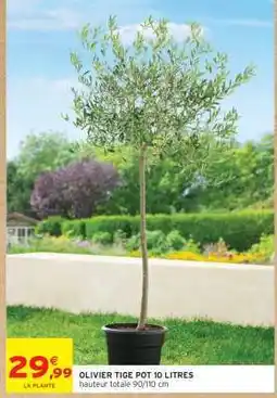 Intermarché Hyper OLIVIER TIGE POT 10 LITRES offre