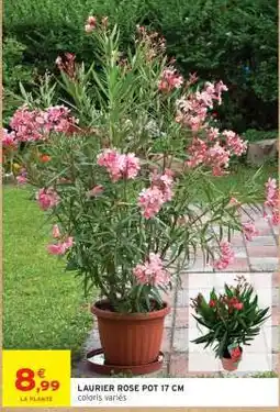 Intermarché Hyper LAURIER ROSE POT 17 CM offre