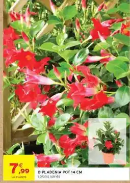Intermarché Hyper DIPLADÉNIA POT 14 CM offre