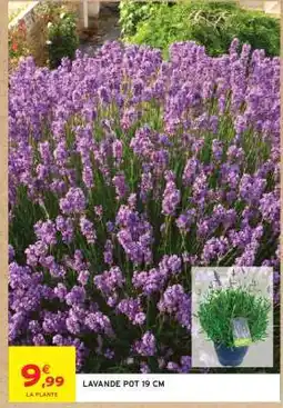 Intermarché Hyper Lavande Pot 19 cm offre