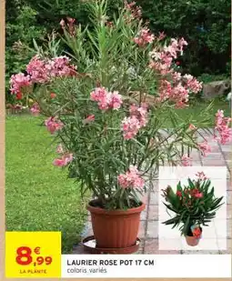 Intermarché LAURIER ROSE POT 17 CM offre