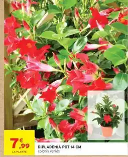 Intermarché DIPLADÉNIA POT 14 CM offre