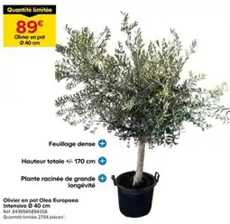 Castorama Quantité limitée offre