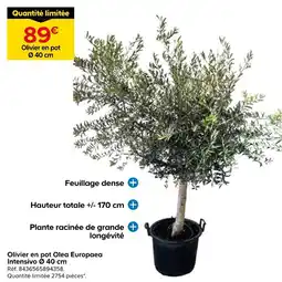 Castorama Olivier en pot ø 40 cm offre