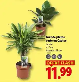 Lidl Grande plante verte ou cactus offre