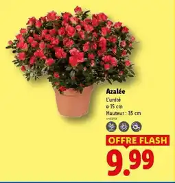 Lidl Azalée offre