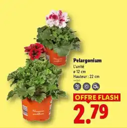 Lidl PÉLARGONIUM offre