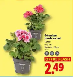 Lidl Géranium zonale en pot offre