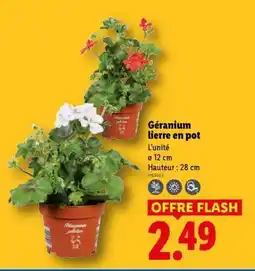 Lidl Géranium lierre en pot offre
