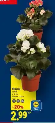 Lidl Bégonia offre